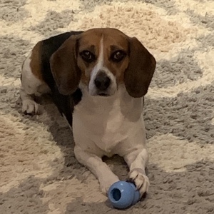 Fundraising Page: Laurie DeSimone